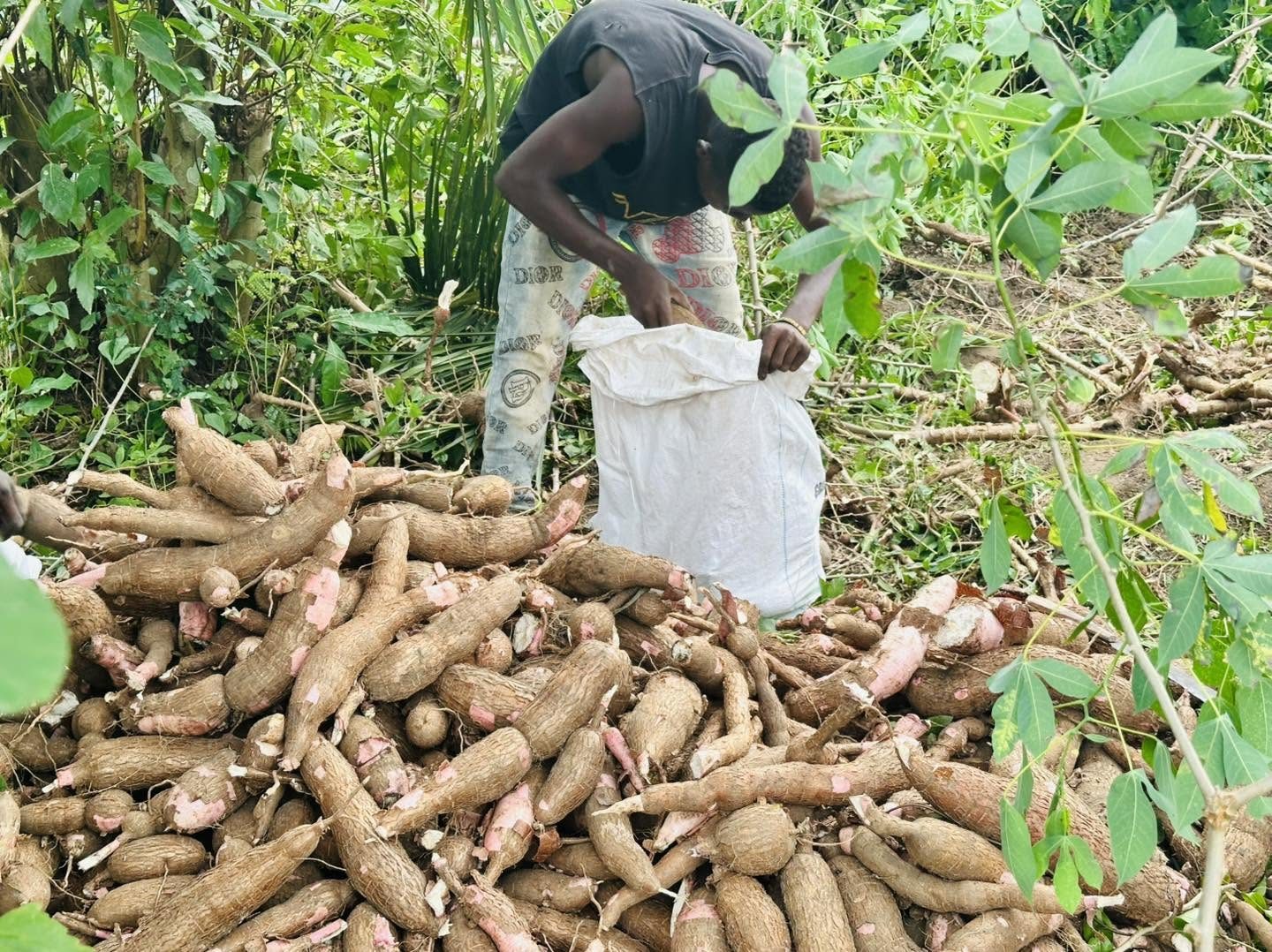 A community member gathering a cassava harvest