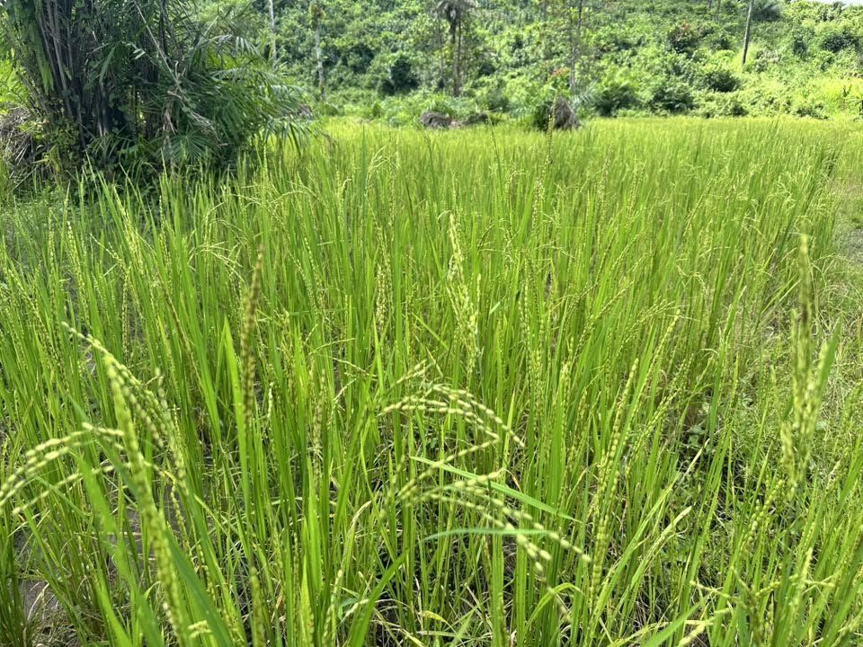 Mature rice plants in a CARDO-supported field