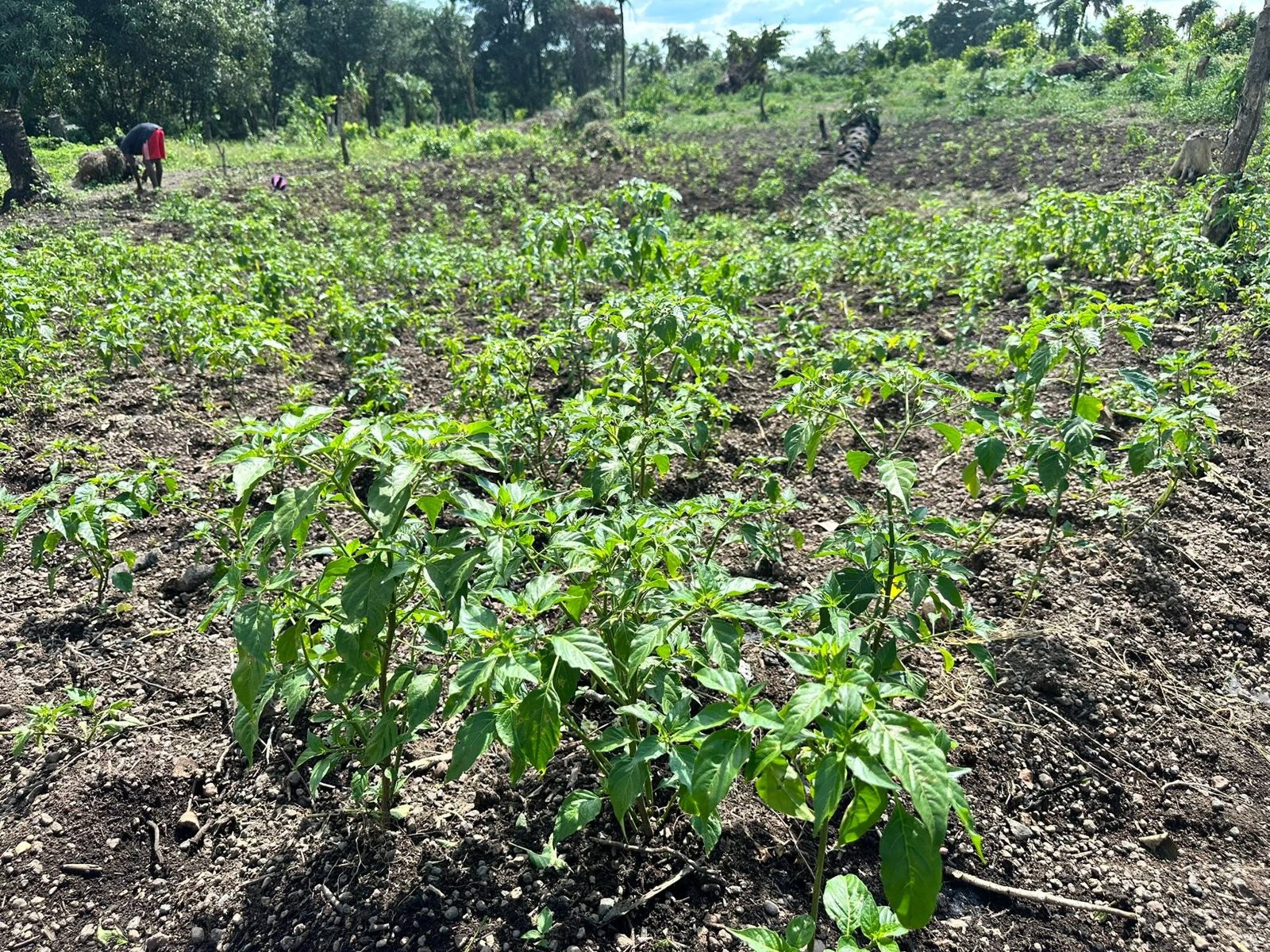 Rows of pepper plants on a community farm