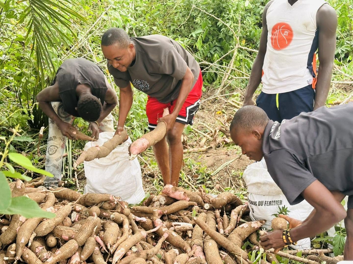 Young farmers sorting a cassava harvest