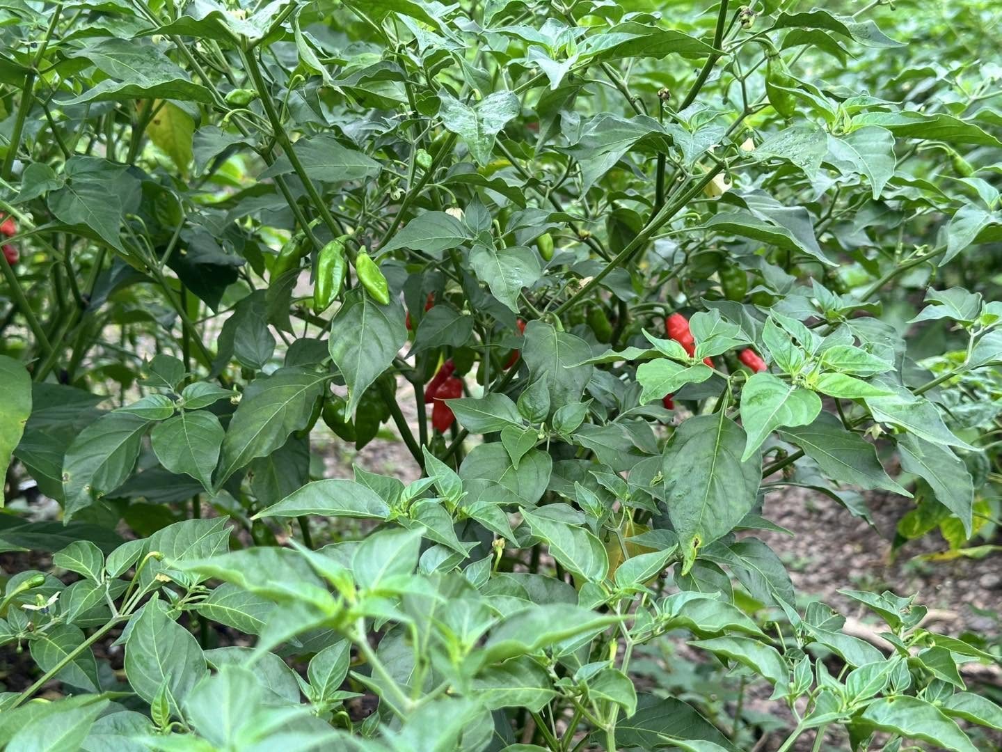 Pepper plants growing on a CARDO-supported farm