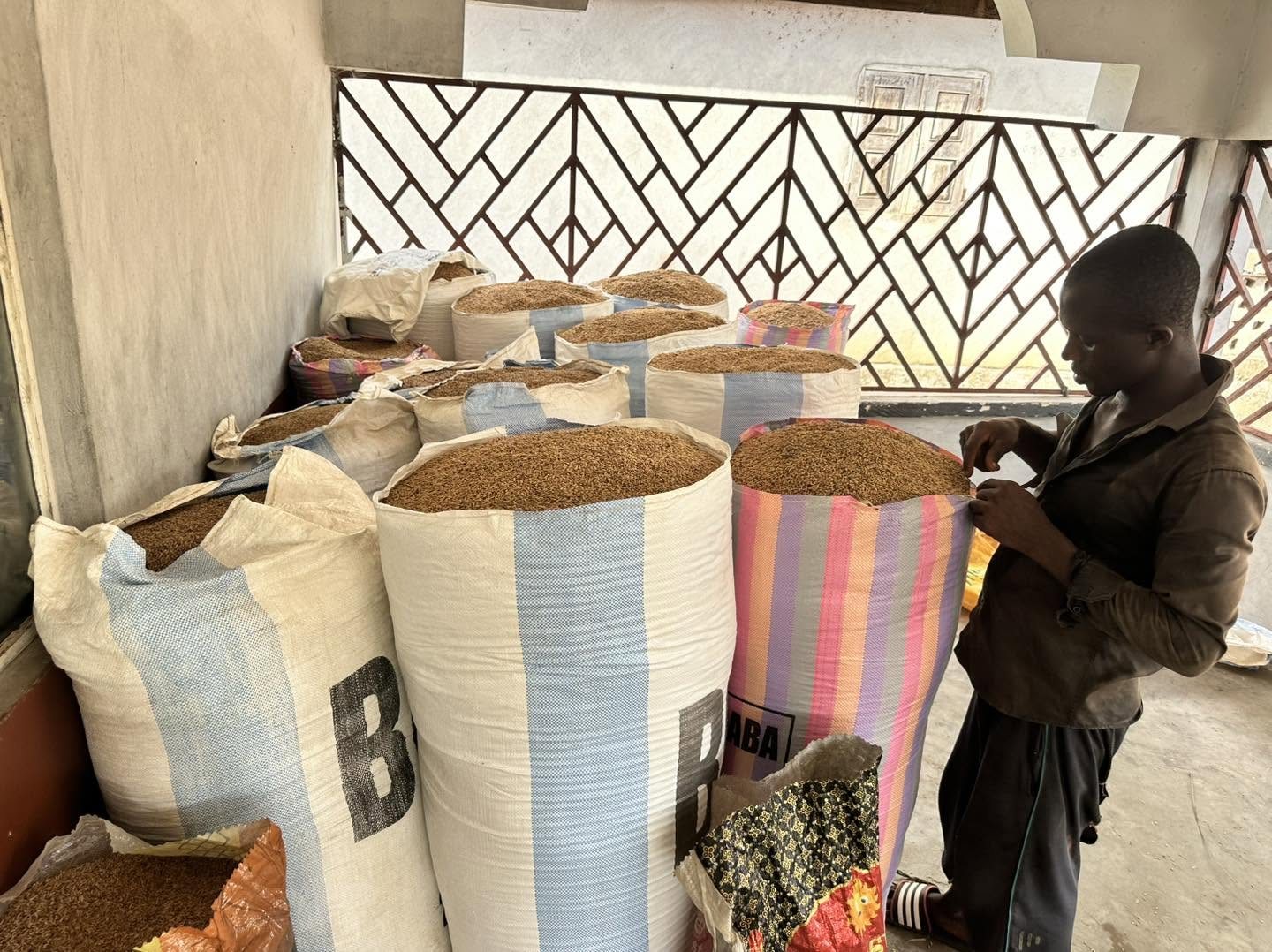 A farmer checking bags of harvested rice in storage