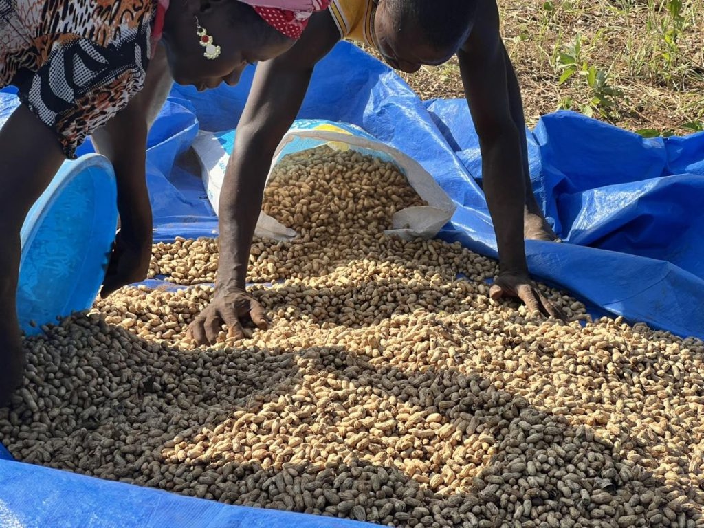 Groundnuts spread on a blue tarpaulin during the harvest