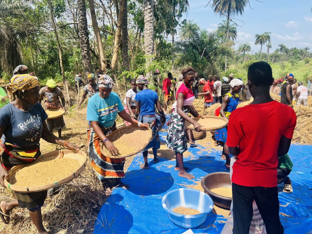 Community members winnowing rice on blue tarpaulins during the harvest