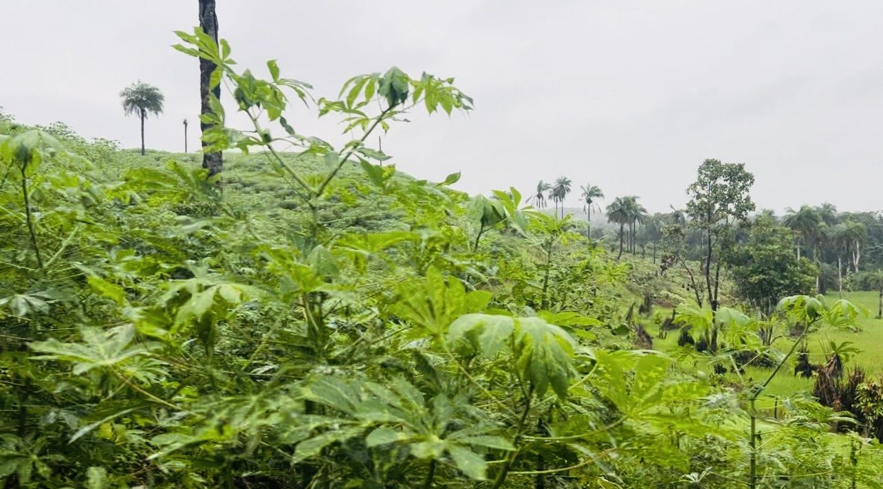 A cassava farm in Safroko Limba Chiefdom